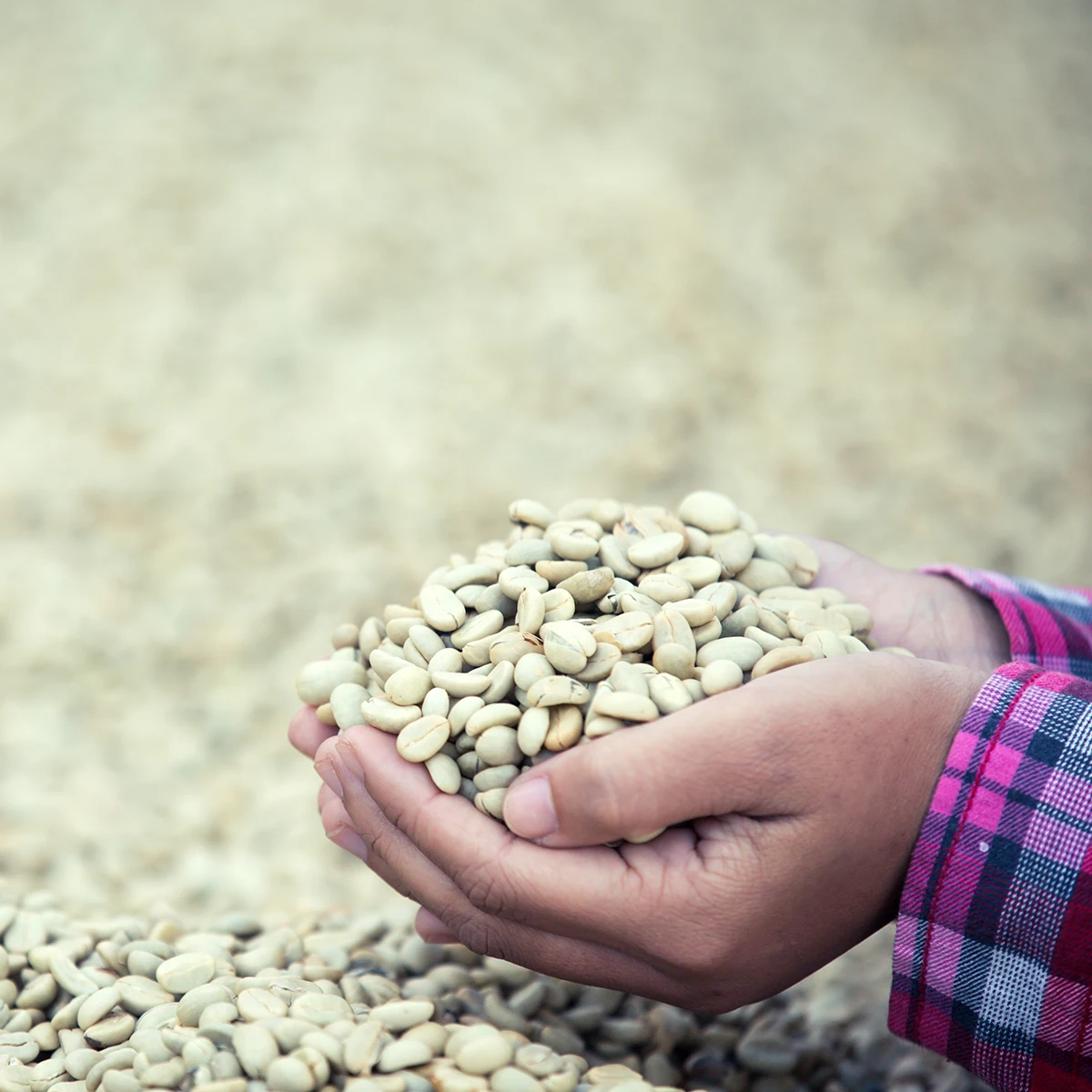 Зеленые кофейные зерна arabica оптовая продажа из Таиланда