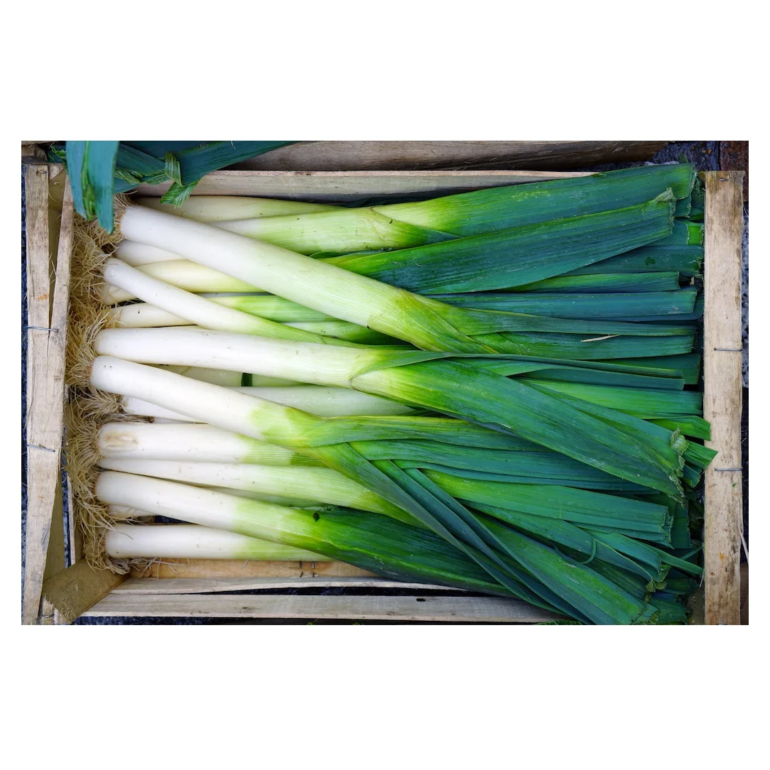 
High Quality Fresh Vegetables Scallions Available For Sale 