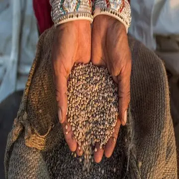 Bulk Best Quality  Guar seed for international market