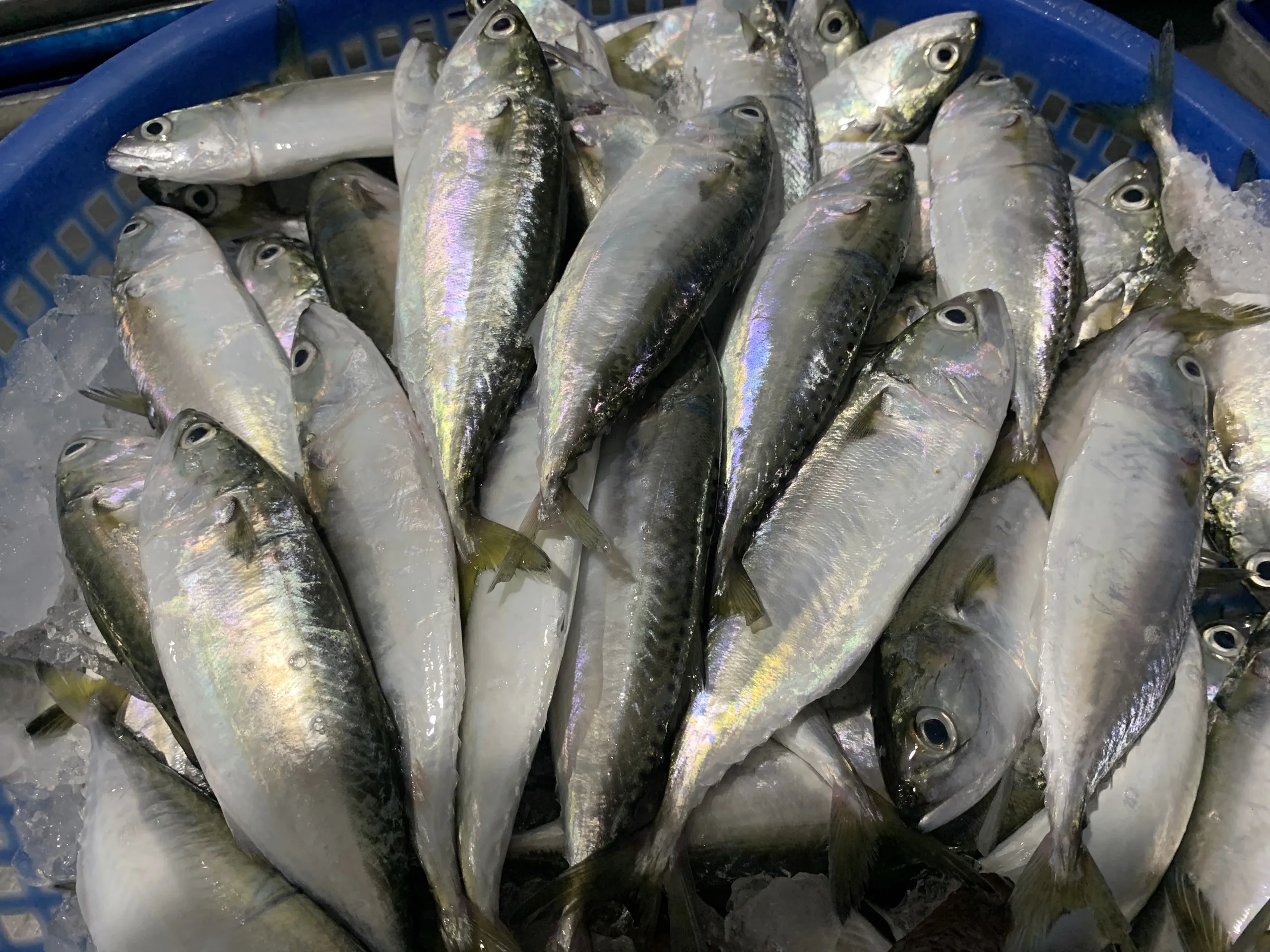 GOOD PRICE FROZEN SHORT BODY MACKEREL AVAILABLE