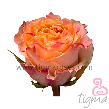 Ecuador rose orange color natural long lasting fresh cut flowers long stem farm fresh ecuadorian roses color origin size