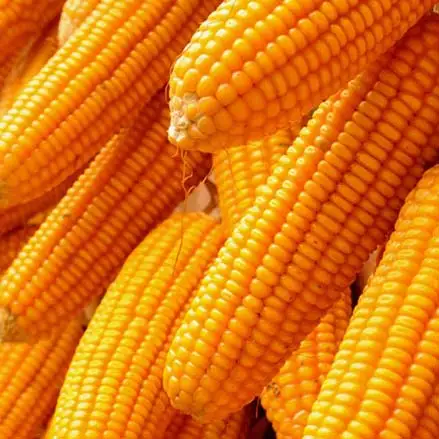 
Dry Maize/Dried Yellow Corn/Dried Sweet Corn 