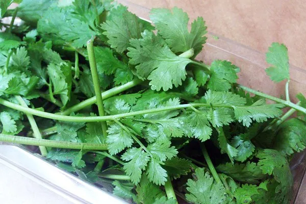 
Coriander Seed From Turkey 