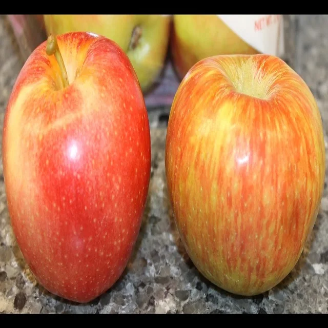 Fresh Apples Red Fuji Green Golden delicious Apples, Royal Gala Apples, Granny Smith Fresh Apples
