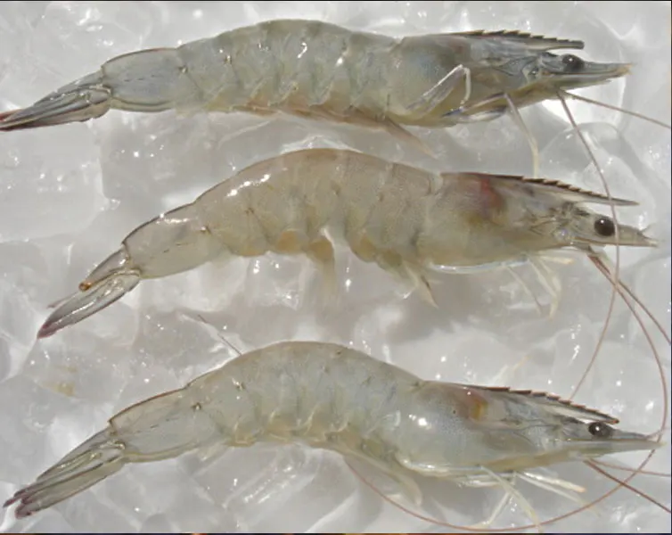 Hot Selling Frozen Vannamei Shrimp For Export