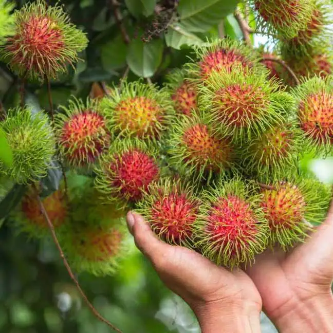  Предоставление замороженных rambutan/замороженных фруктов по лучшей цене-Vikafoods (+ 84983028718).