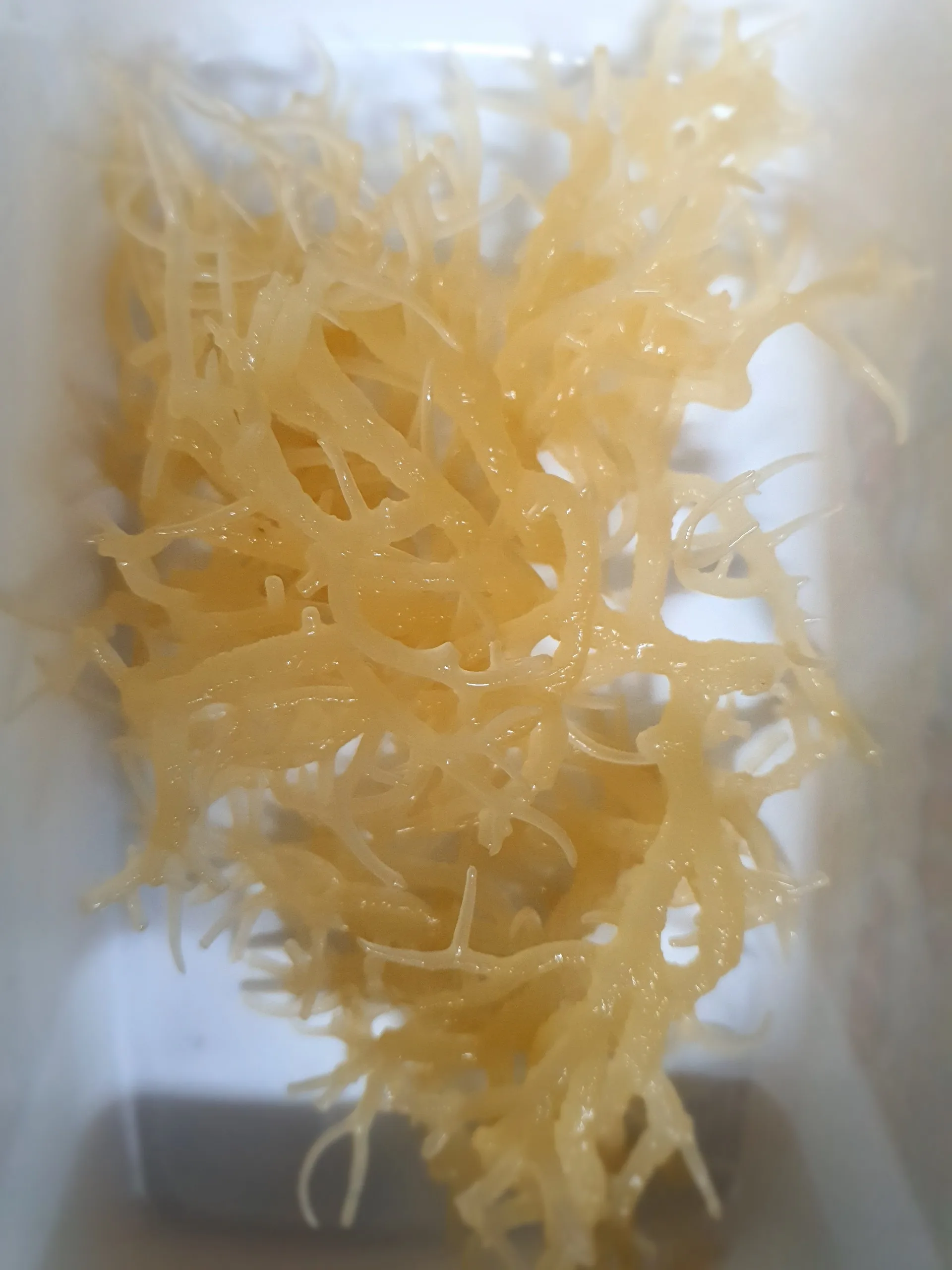 VIETNAM BIG SUPPLIER OF DRIED EUCHEUMA COTTONII SEAWEED MOISTURE 35% FOR CARRAGEENAN