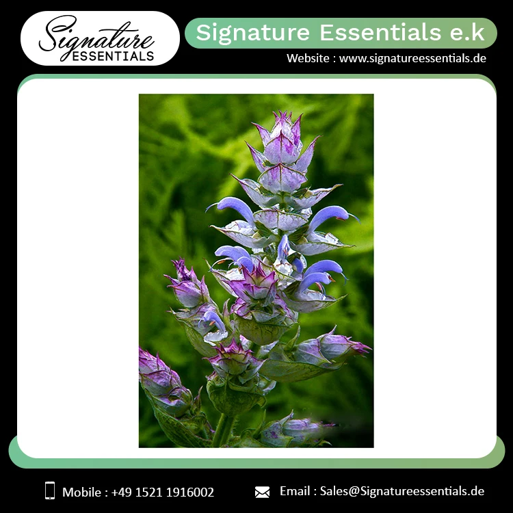 Premium Quality Manufacturer of Organic Skin Care Body Relaxing Hair Growth Clary Sage Essential Oil Russia