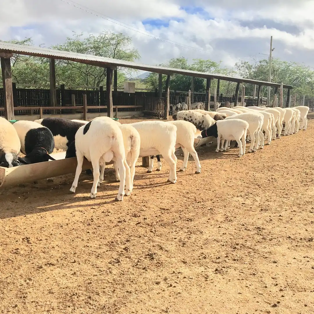 Овчина дорпер