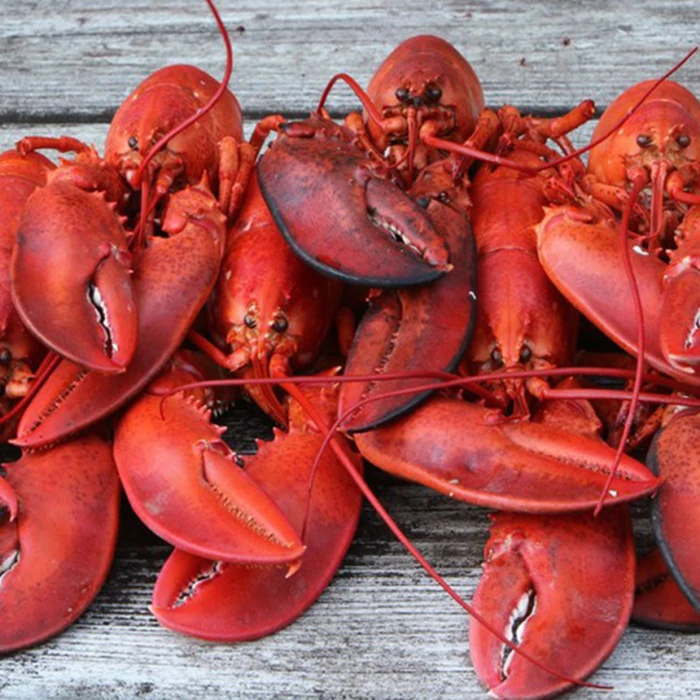 Frozen Lobsters Tails for Sale