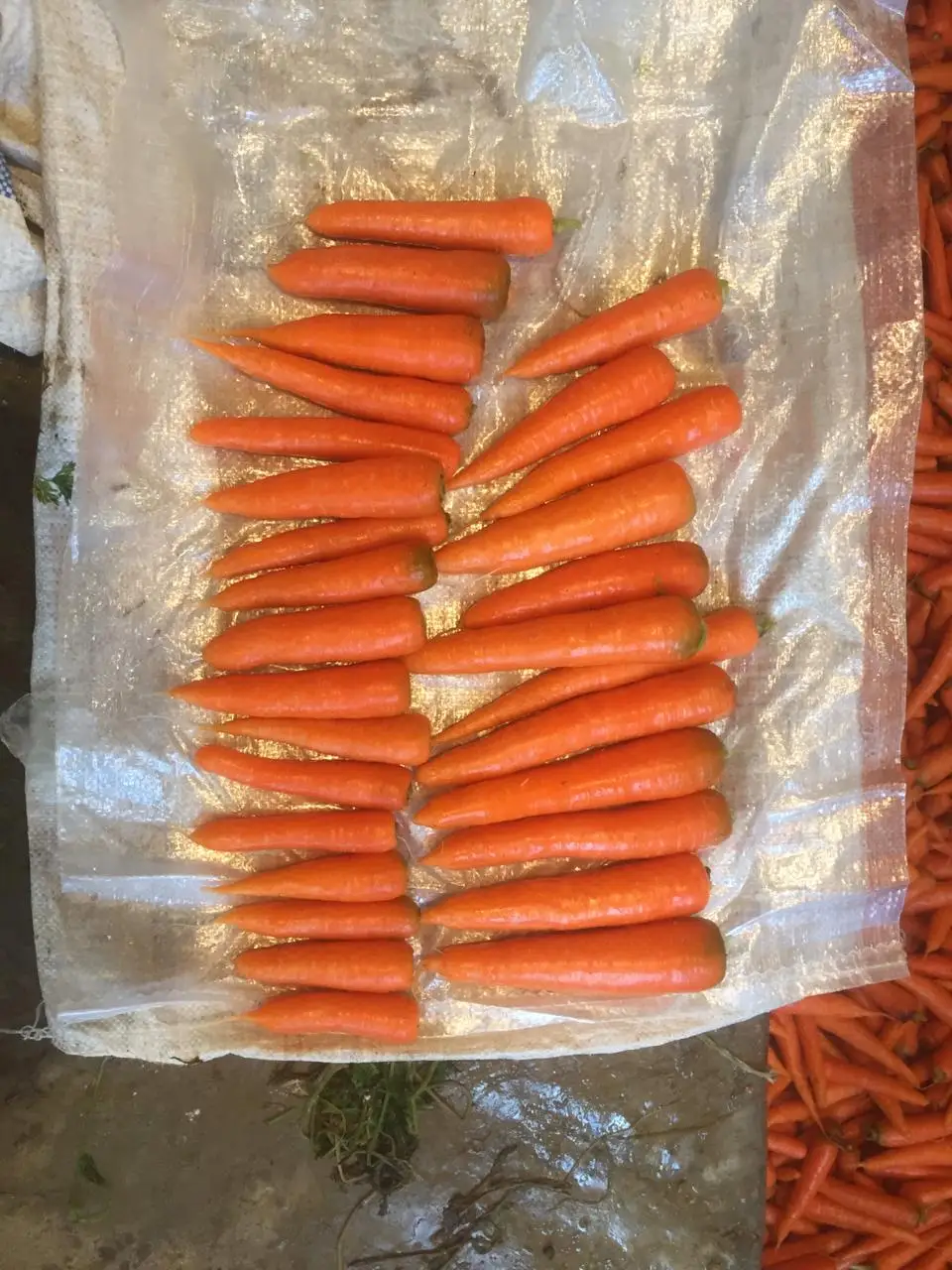 100% Natural Hot Selling Bulk Packing Fresh egyptian Carrot Orange Color BRC
