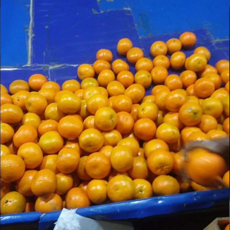 Best Quality Mandarin orange in Pakistan