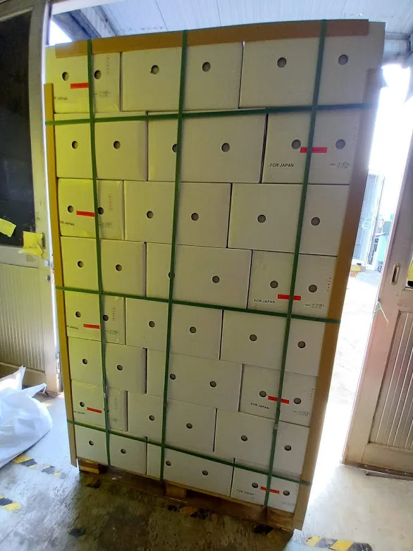 Свежий Дракон фрукт красный телесный/белый телесный облучение с высоким качеством быстрая доставка 0084947900124