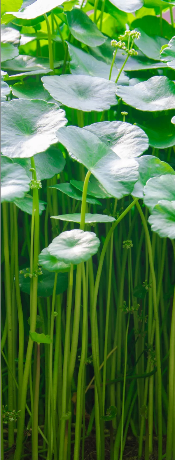 (Organic) Centella Asiatica Powder (1,000 gram) Thai Herbal Extract - custom size package & design (Product of Thailand)