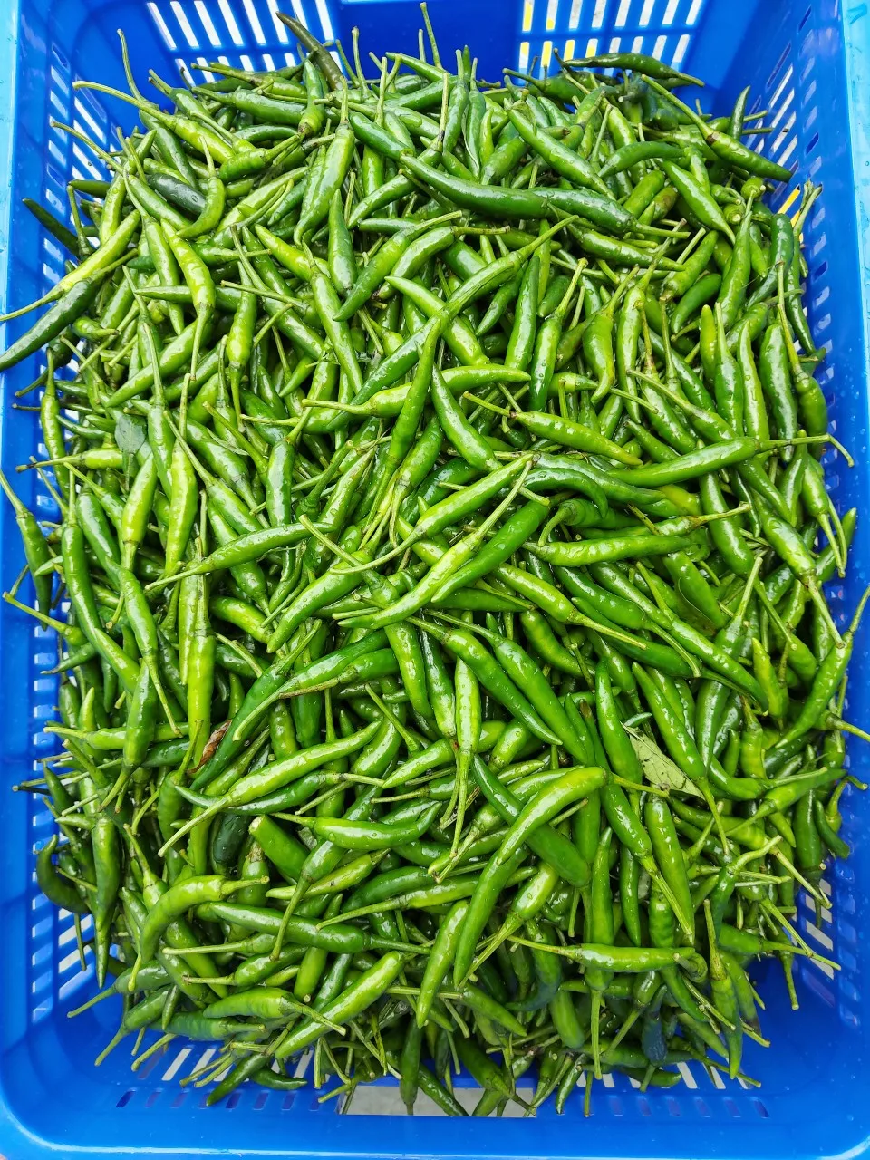 TOP cheap price FROM VIETNAM: BEAUTIFUL FROZEN GREEN CHILLI: HOT AND NATURAL SPICY, BEST FOR SPICY FOOD