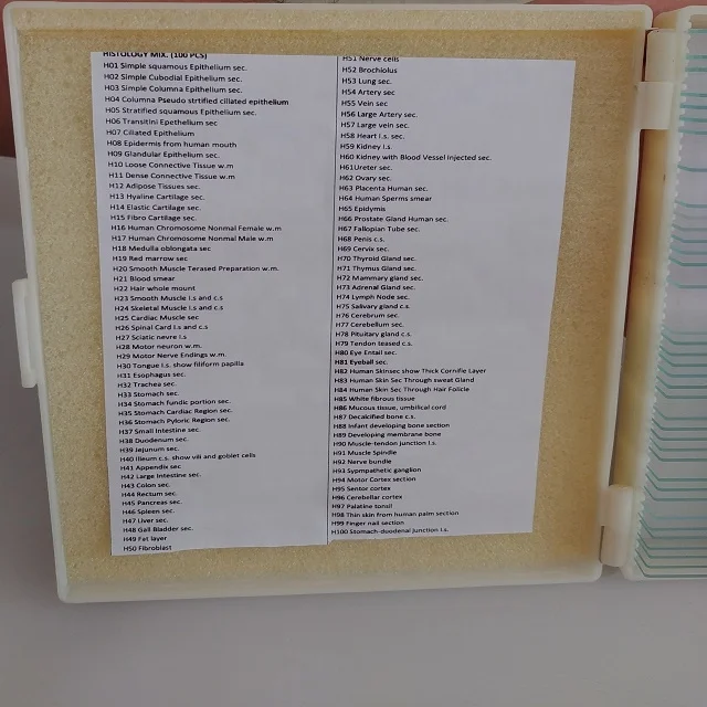 
Meiosis Prepared Microscope Slides (Corn) 