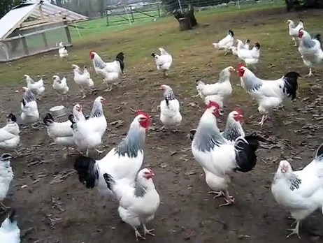 Fertilized egg of special chicken breed Light Sussex from Turkey best price High Quality