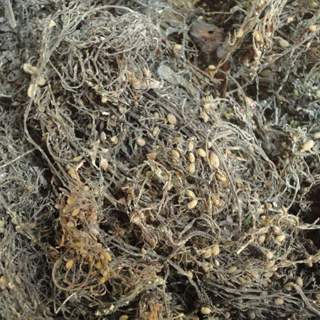 Корм для животных сушеный саргассум из Вьетнама