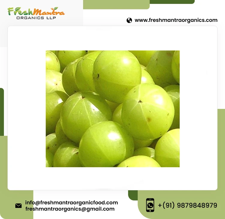 Pure Indian Goosebeery Powdered Form from Medicinal Herbal Plant boosts Immunity and Metabolism Wholesale Supply