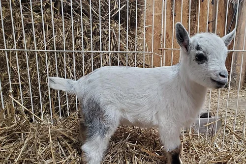 Nigerian Dwarf, Nubian,Goats,cow,camel,sheep,goat,ox,bull