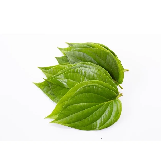 
Green betel leave High Quality Wholesale Price From Bangladesh 
