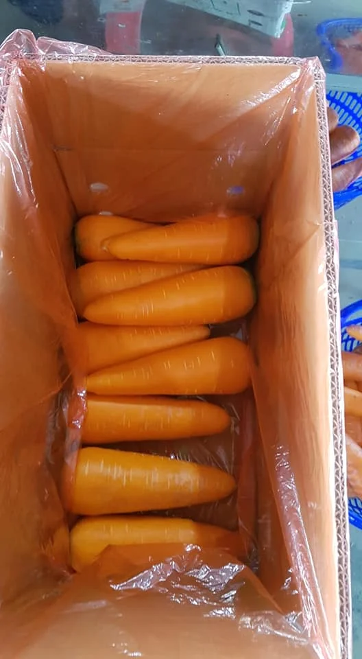 Большой поставщик новейшего урожая высококачественной замороженной органической моркови свежей по лучшей цене + 84-902803631