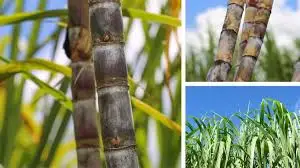 
Cheapest Price Blackstrap Molasses/ Organic pure sugarcane molasses from Vietnam 