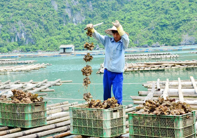 Best Item From Reputable Company In Viet Nam Offer Oyster At Low Price With ISO HACCP Certificate Premium Oyster Intestine