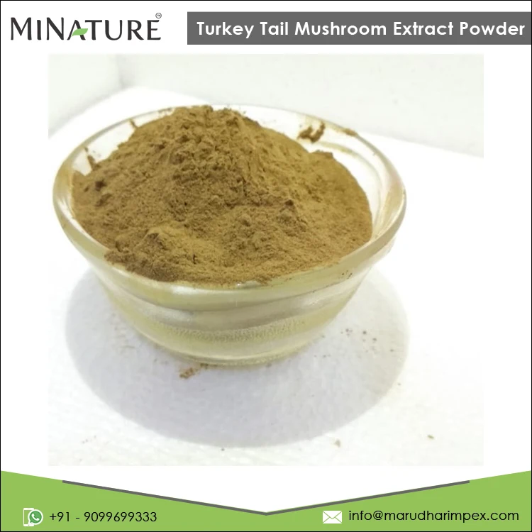Ведущий поставщик хорошего качества 100% чистый порошок экстракта грибов индейки по оптовой цене