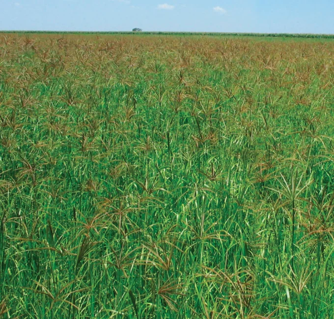 High Quality Premium Rhodes Grass Hay Bales For Animal Feed and Forage Best Quality Rhode Grass Bales Of Australia And India