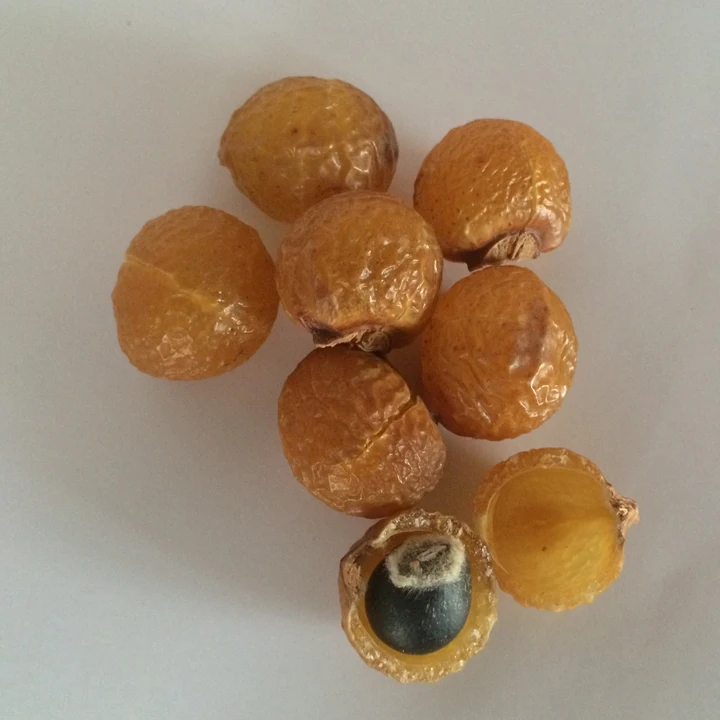 Himalayan Soap Nuts from Nepal, Soap Nuts shells bulk supplier, wild crafted soap nuts wholesale