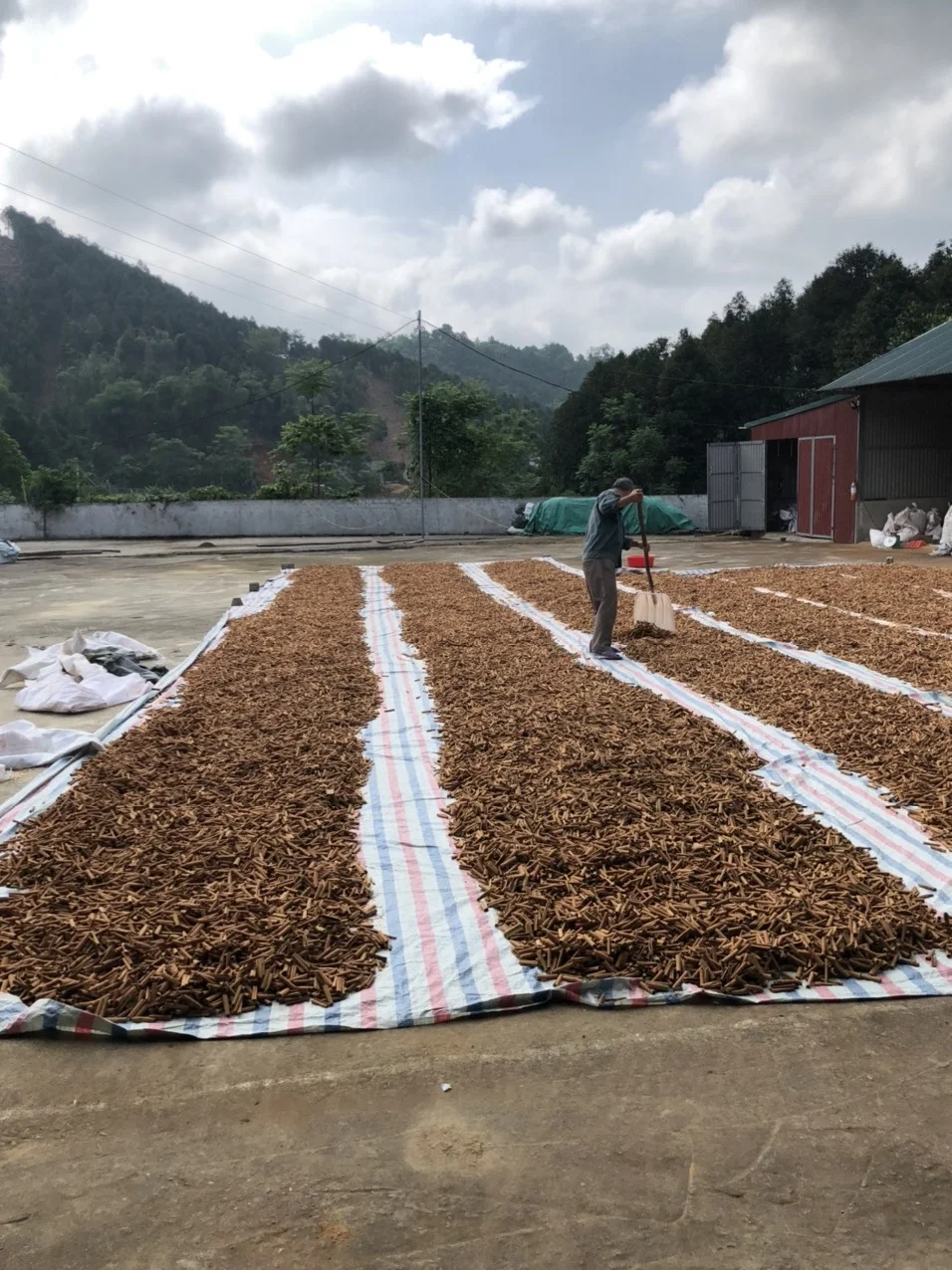 100% AD Dried High Nutrition Indonesian cassia - cinnamon vera with competitive price from Manufacturer in Vietnam