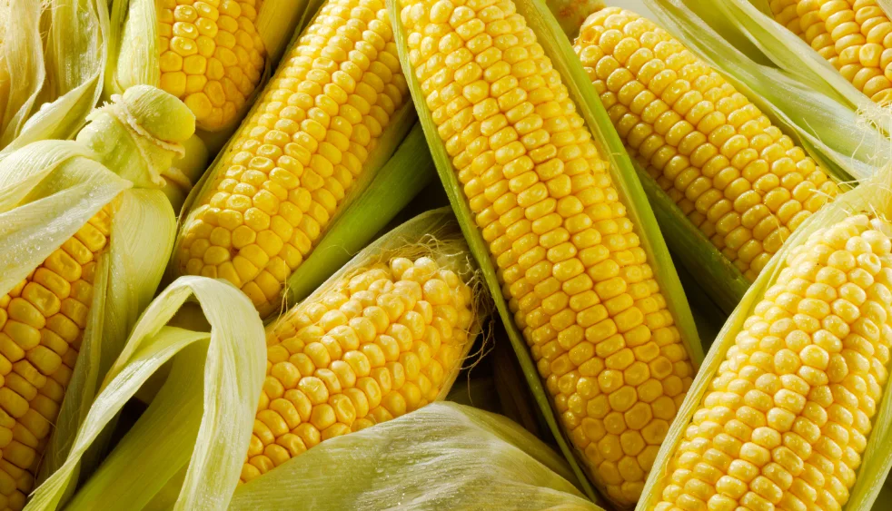 White Corn Color Origin Corn Kernels Top Style Storage Packing Mature FOOD GRADE 1 White and Yellow Corn/Maize Dried