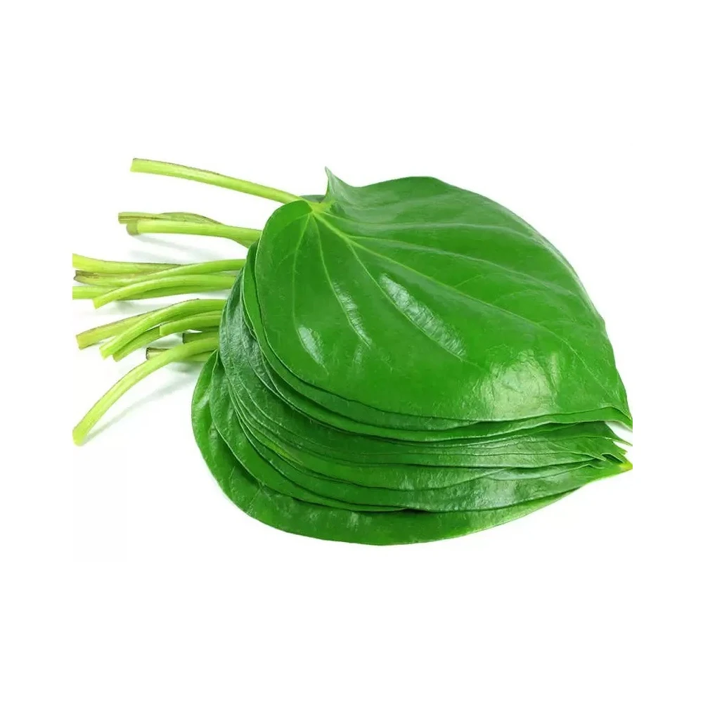 Fresh Leaf of Betel Leaf Essential Oil at Lowest Price