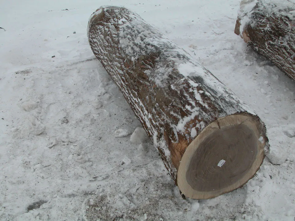 Canadian Hard Maple/ Black Walnut/ Ash Veneer Logs 12-30 inches