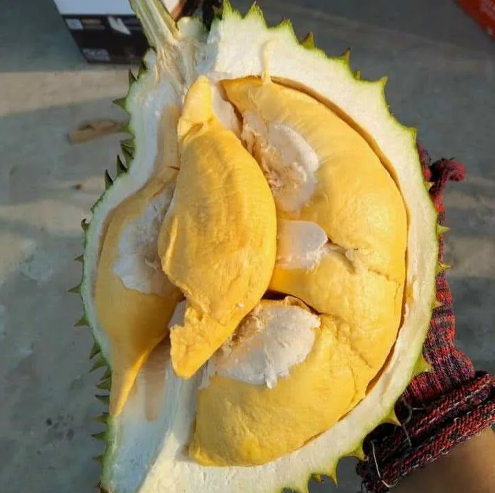 Fresh Durian Fruit /Fresh Durian Monthong/Fresh Durians