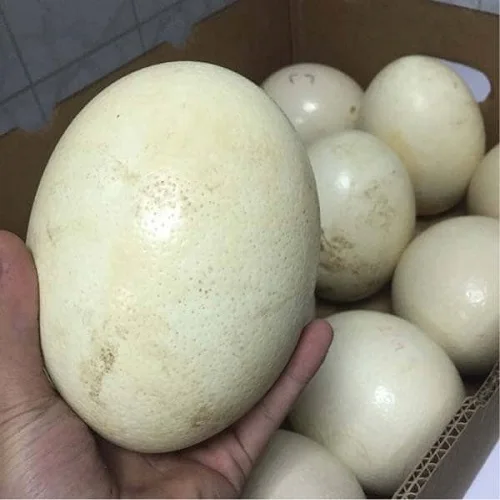 Fresh Fertile Ostrich Eggs For Sale