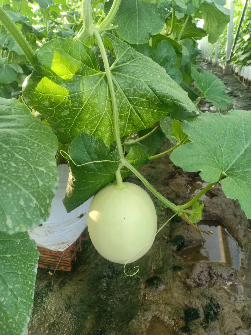  Оптовая цена Высококачественная фруктовая Дыня/канталупа из Вьетнама