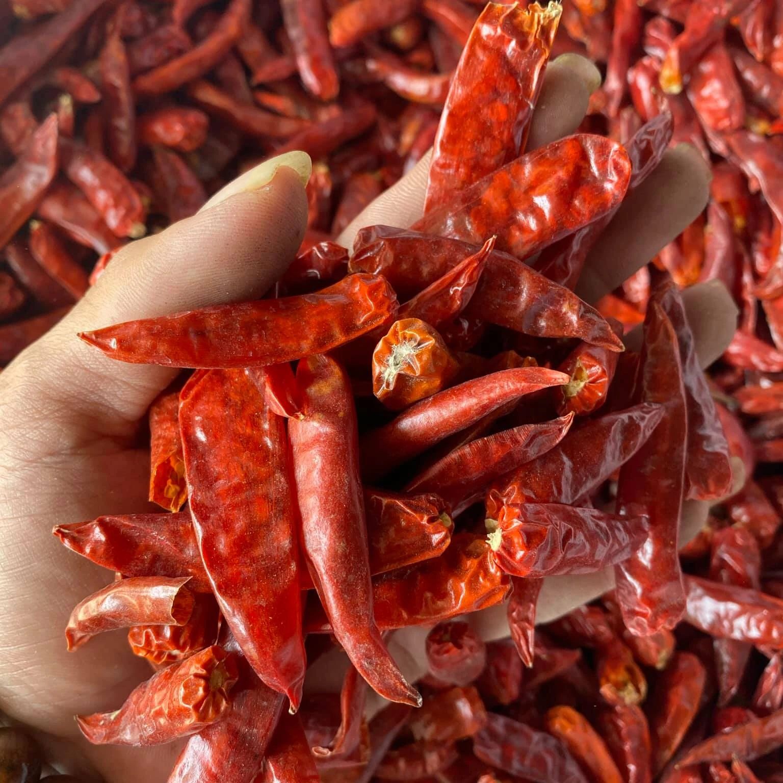 Красный горячий чили перец сухой красный