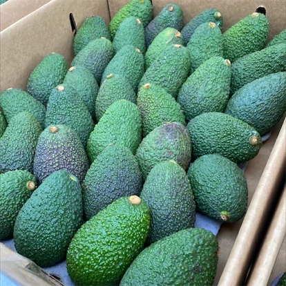 Hass Avocados