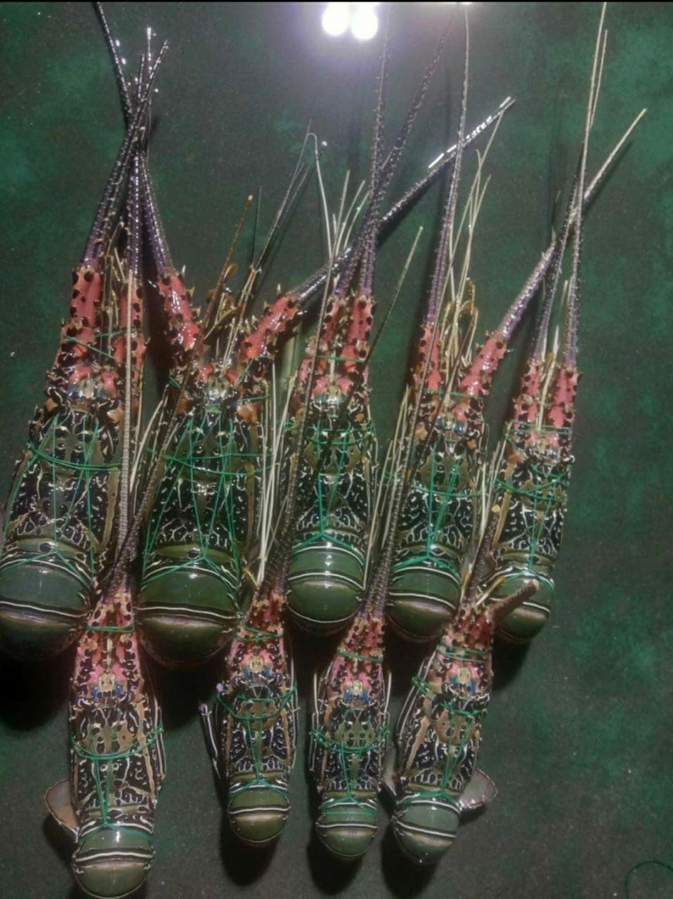 
High Demand Live / Frozen Bamboo Lobster Export Quality From Indonesia 