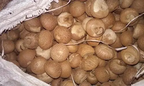 Бестселлер, привлекательная цена, орехи Betel оптом, лучшее качество, вьетнамское происхождение, Немедленная доставка | + 84984998194 (Ms.Kim)