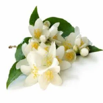 Professional wholesale fresh Loose Jasmine flowers premium quality not preserved decorative flowers