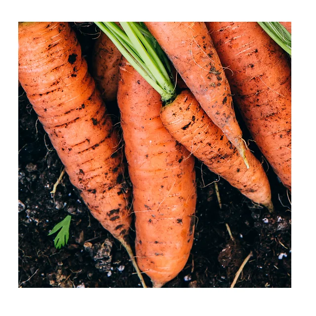 
Fresh Organic Best Quality Carrots In Wholesale Price 
