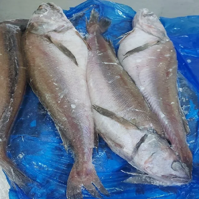 Frozen Hake Gayi  Bulk Quantity at Wholesale Price