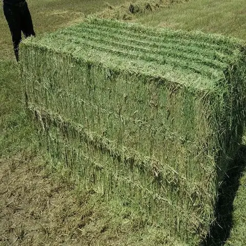 В наличии в наличии сетчатые тюки Alfalfa/кубики Alfalfa/гранулы Alfalfa.
