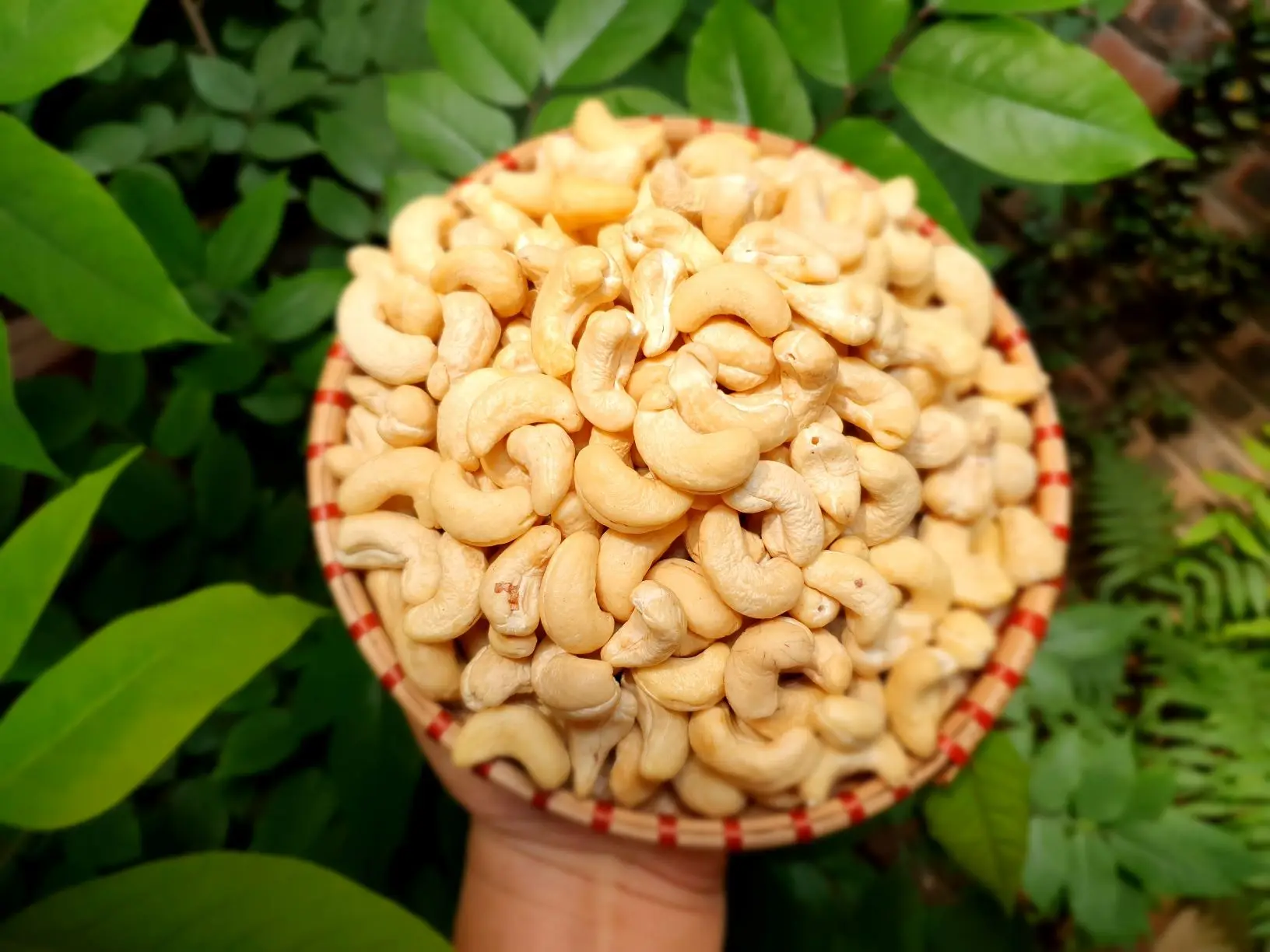VIETNAM CASHEW