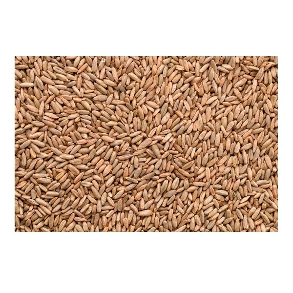 Natural Quality Best Price Rye Grains Available In Bulk