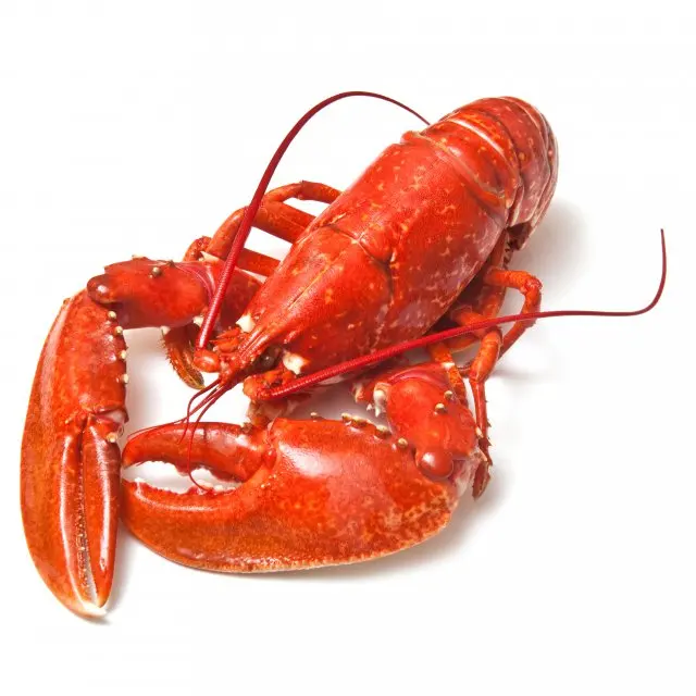 frozen lobster.jpg