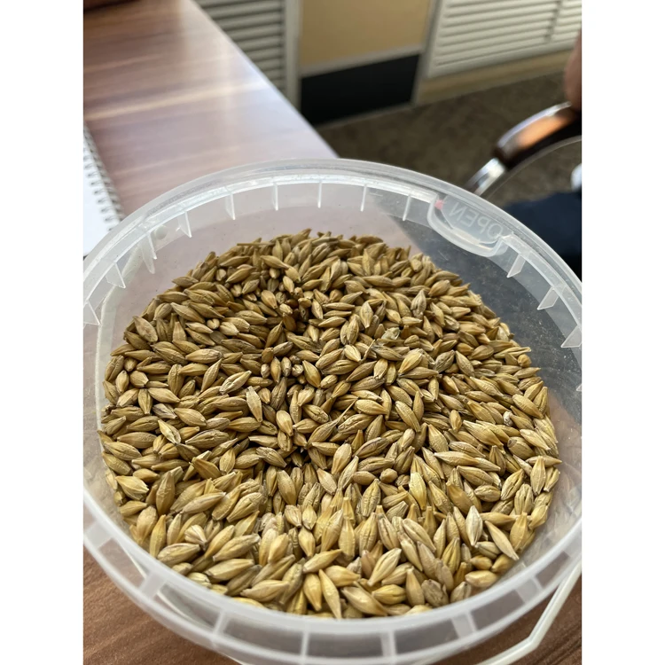 Agriculture natural malted barley grain for beer processing, malt barley for sale
